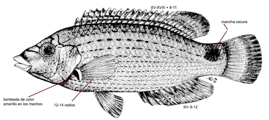 Symphodus mediterraneus_000001.jpg